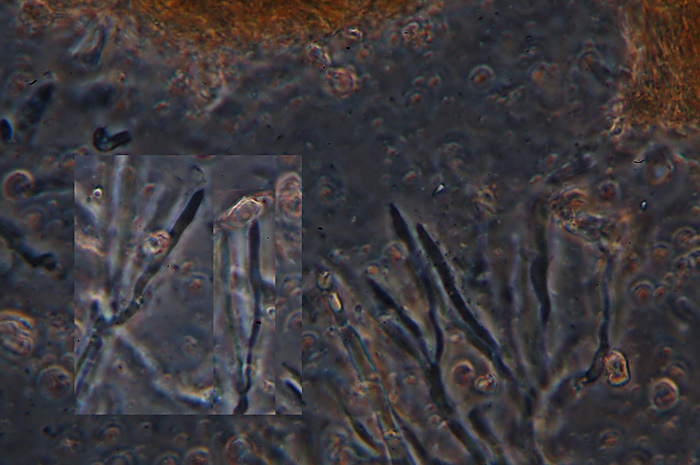 Credo Stereum rugosum su faggio - foto 0049(Stereum rugosum)